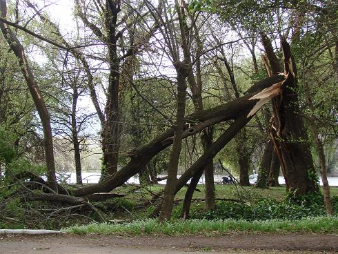 Estado de uno de los árboles luego de la tormenta.