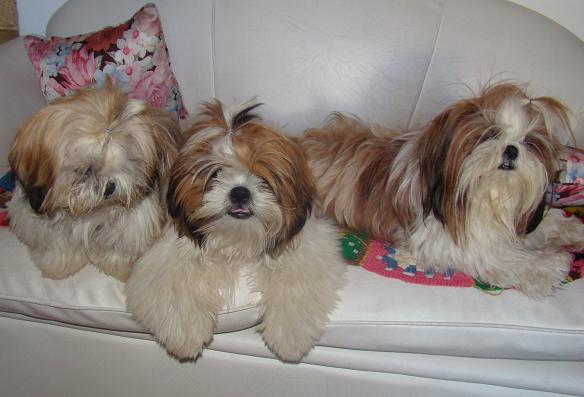 Donna (la mamá) con sus cachorros Rocco y Gigi.